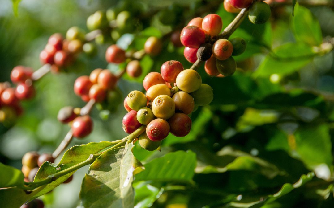 coffee cherries on tree